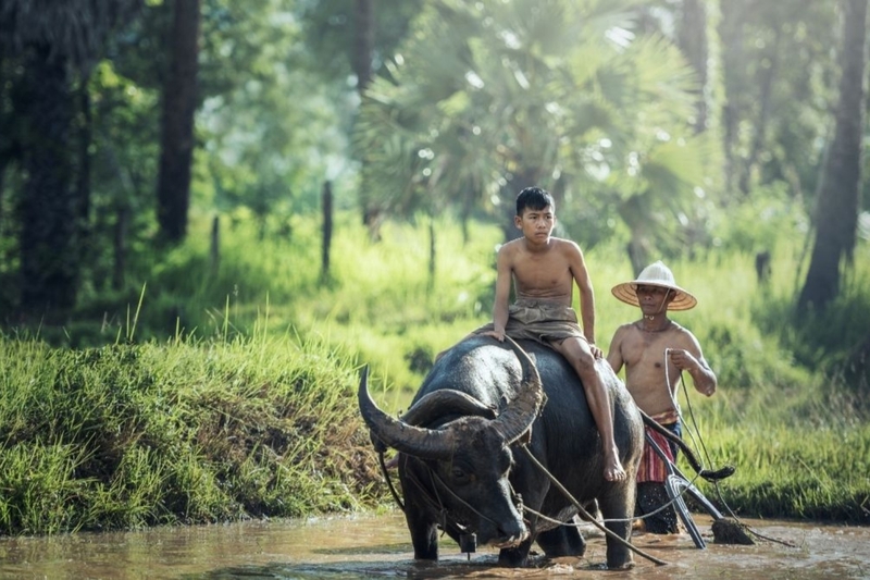 Quê hương Việt Nam 8