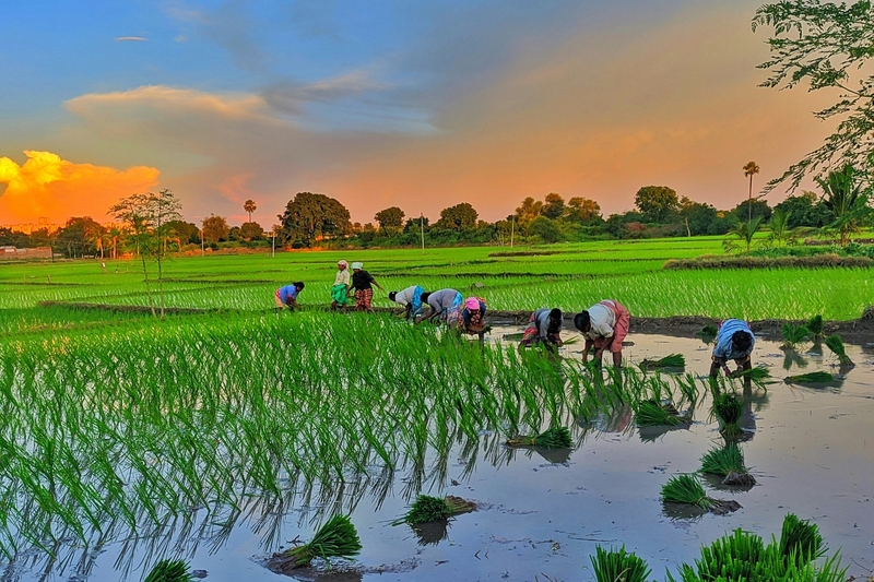 Quê hương Việt Nam 14