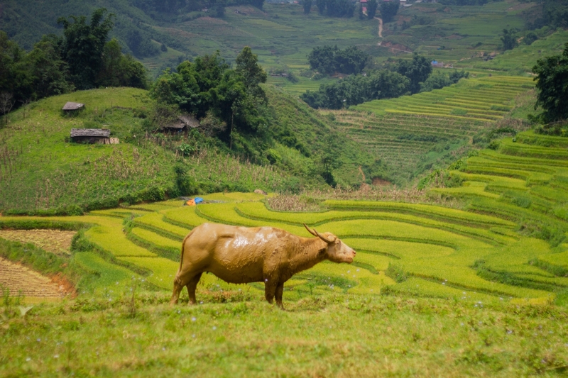 Quê hương Việt Nam 4