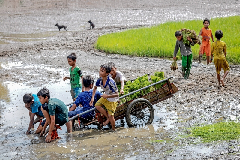 Quê hương Việt Nam 11