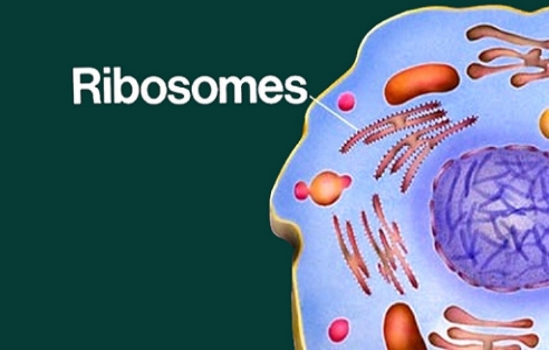 Riboxom là gì ảnh 2