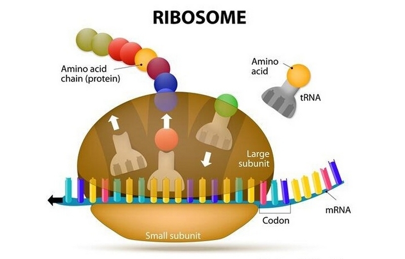 Riboxom là gì ảnh 3