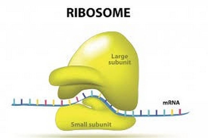 Riboxom là gì ảnh 4