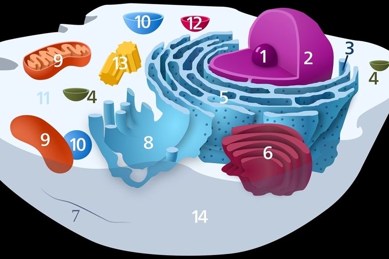 Riboxom là gì ảnh 5