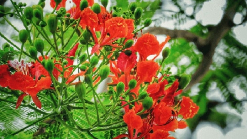STT tổng kết cuối năm học 4