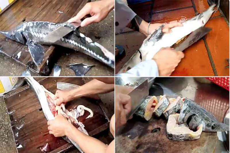Sơ chế cá tầm