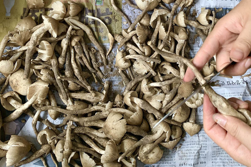 Cháo gà nấm mối 2