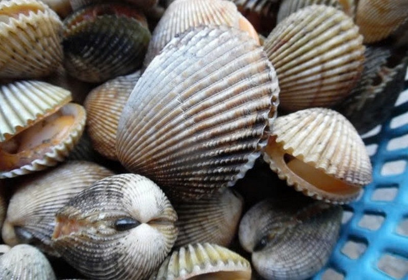Sò mồng ảnh 1