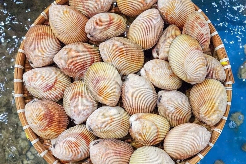 Sò mồng ảnh 3