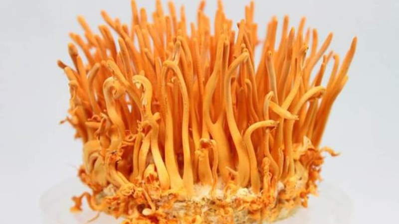 Thực phẩm cao cấp