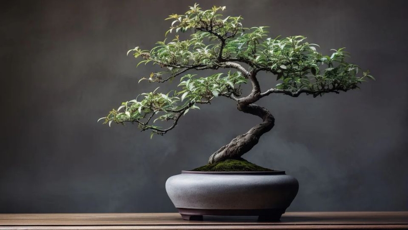 Quà tặng cho sở thích làm vườn