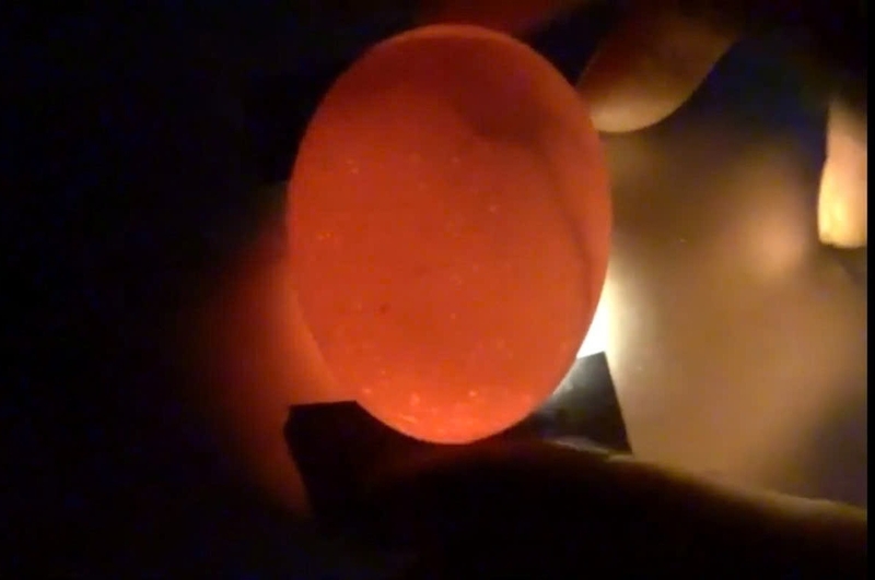 Trứng gà để tủ lạnh có ấp được không ảnh 3