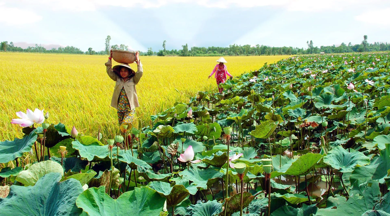 Xã Bình Hàng Trung của Đồng Tháp 6.png