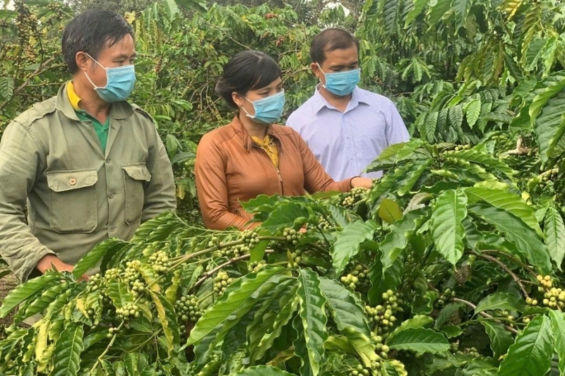 Nông nghiệp công nghệ cao phát triển mạnh