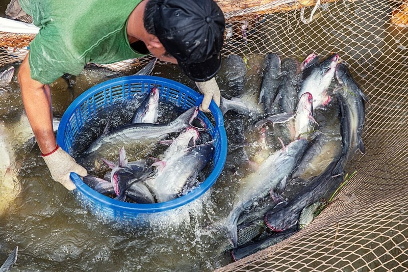 Xã Phong Hòa của Đồng Tháp 3.jpg