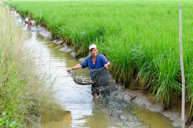 Nông nghiệp công nghệ cao phát triển mạnh xã Phú Lâm mới