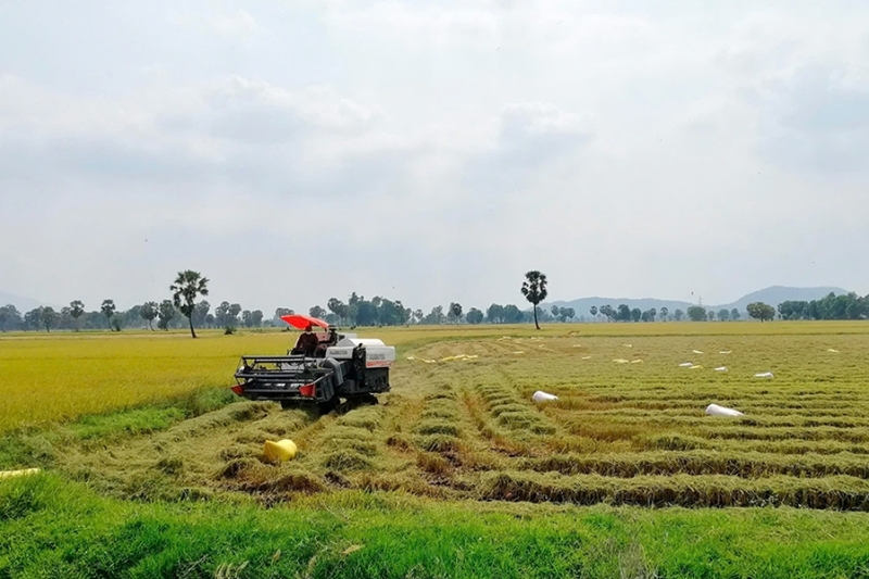 Nông nghiệp và cây công nghiệp phát triển mạnh