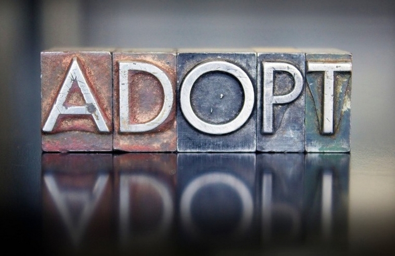 adopt là gì ảnh 1