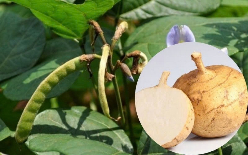 Ăn củ đậu có tốt không ảnh 6