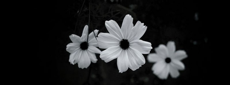 Một số mẫu ảnh bìa mang đến cảm giác trầm lắng