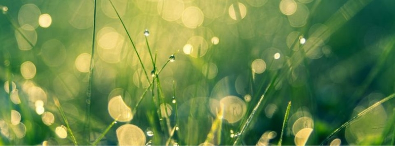 Mẫu ảnh bìa cây cối, thiên nhiên tươi sáng