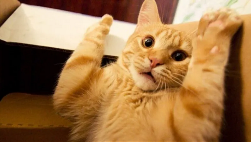 Ảnh bìa về một chú mèo dễ thương dành cho người yêu thích loài động vật này