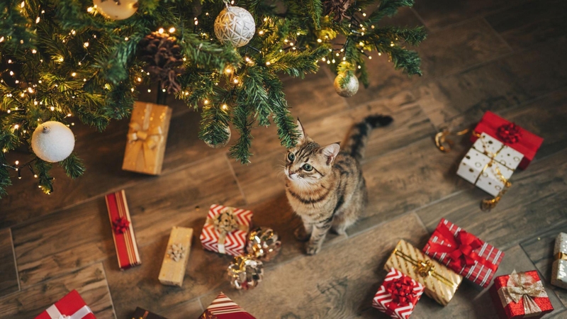 Ảnh mèo Noel buồn, tâm trạng 2