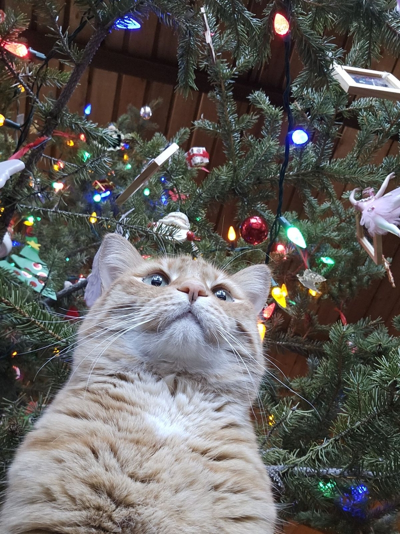 Ảnh mèo Noel dễ thương 14