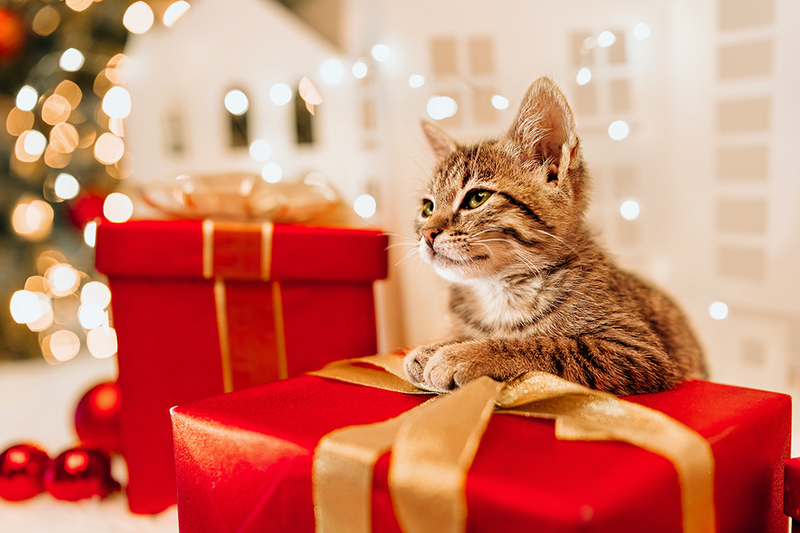 Ảnh mèo dễ thương cùng món quà 1