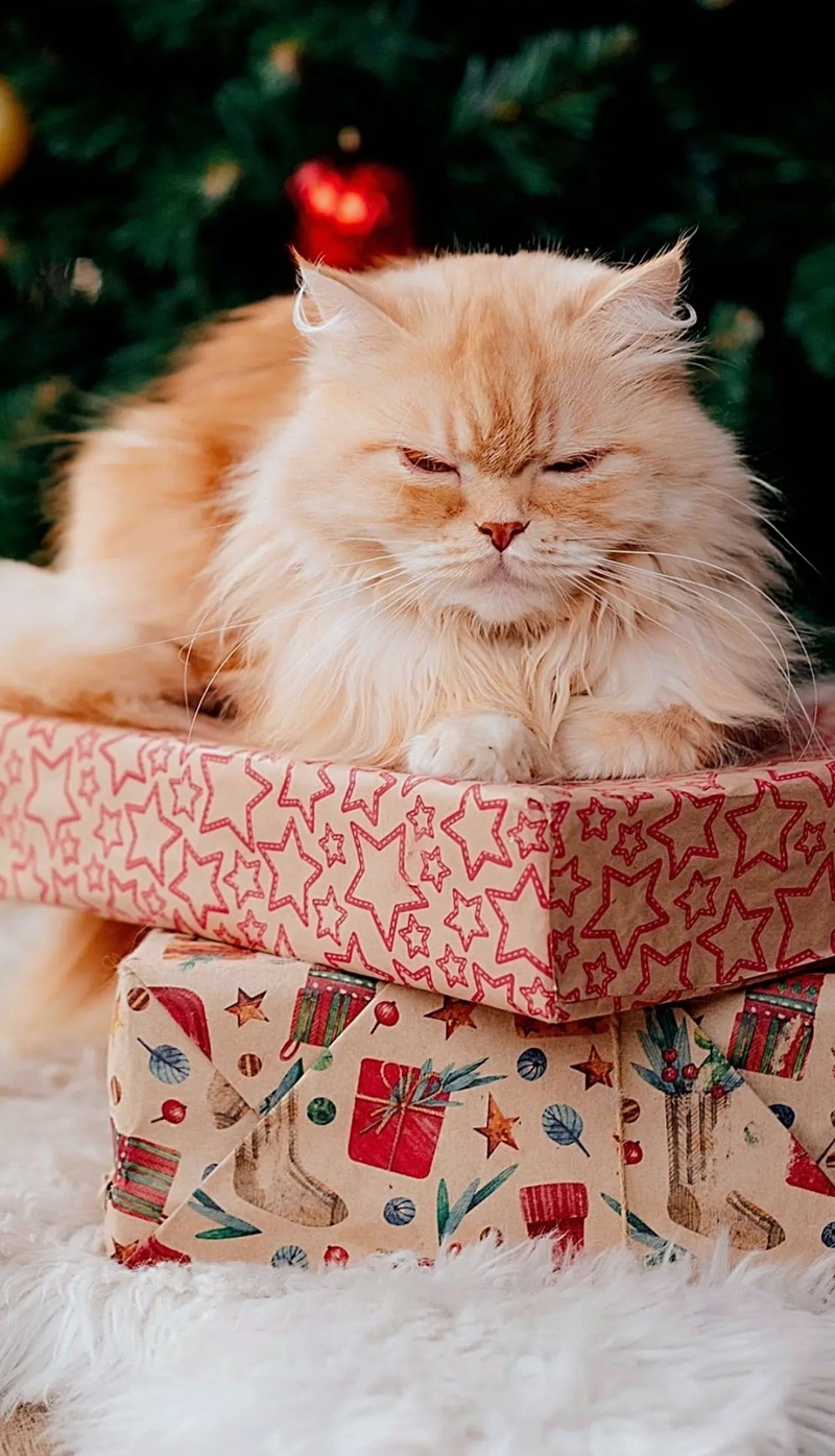 Ảnh mèo Noel dễ thương 4