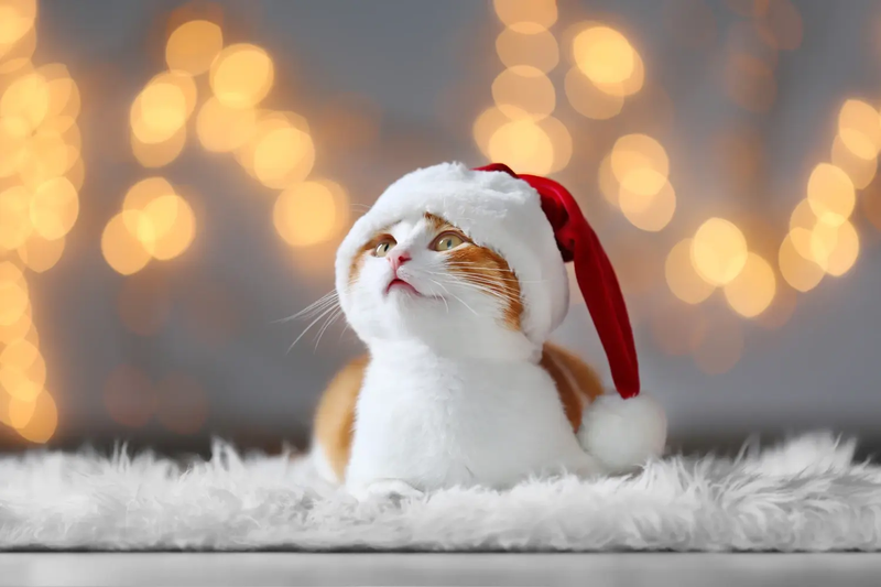 Hình nền mèo đội mũ đỏ Noel 5