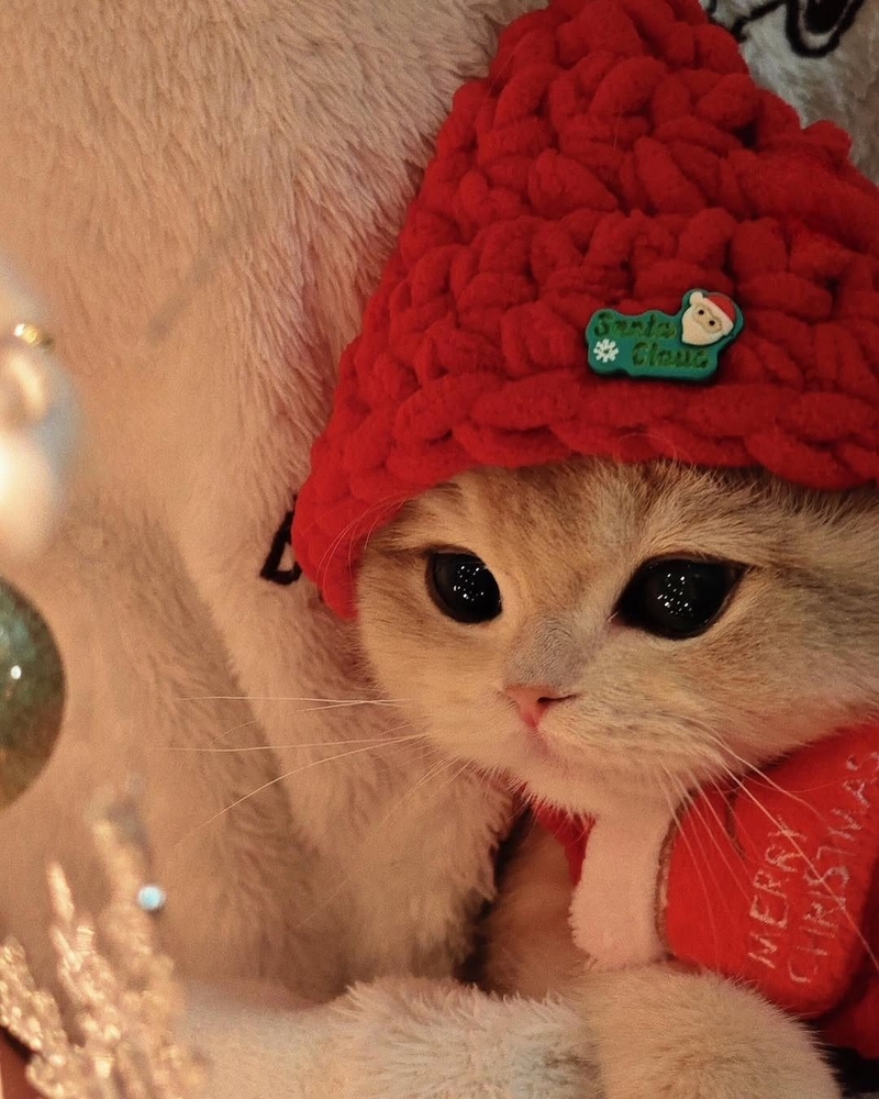Ảnh mèo Noel meme 1