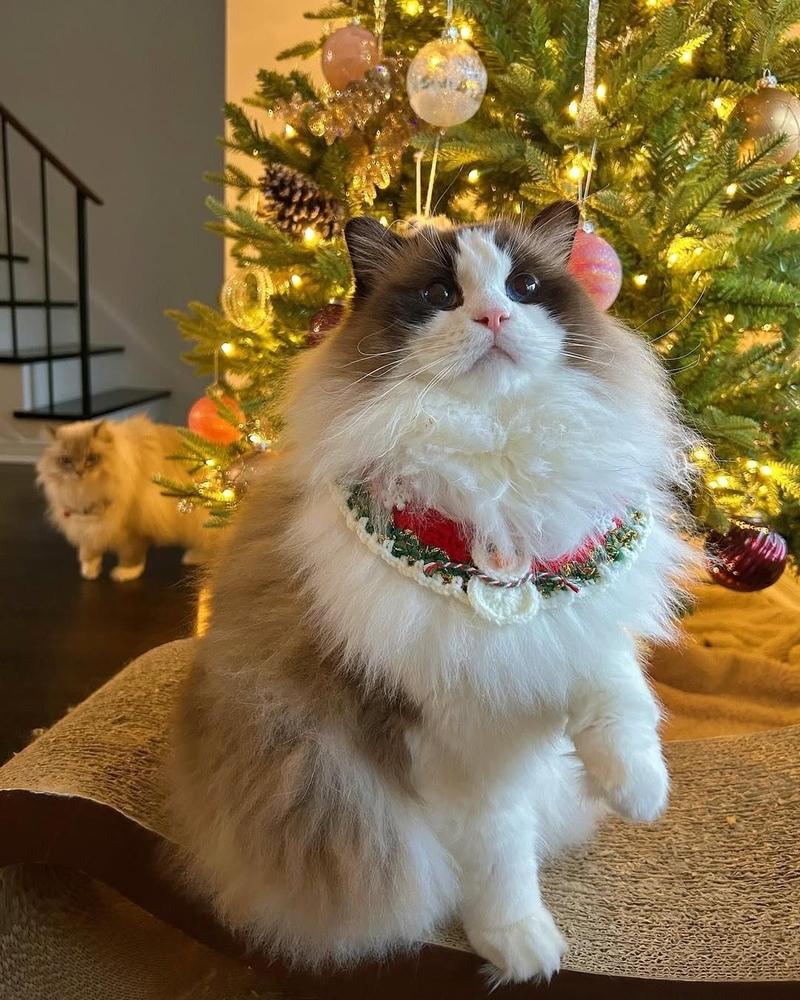 Ảnh mèo Noel dễ thương 2