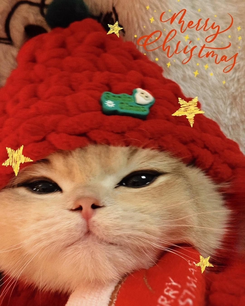 Ảnh mèo Noel meme 2