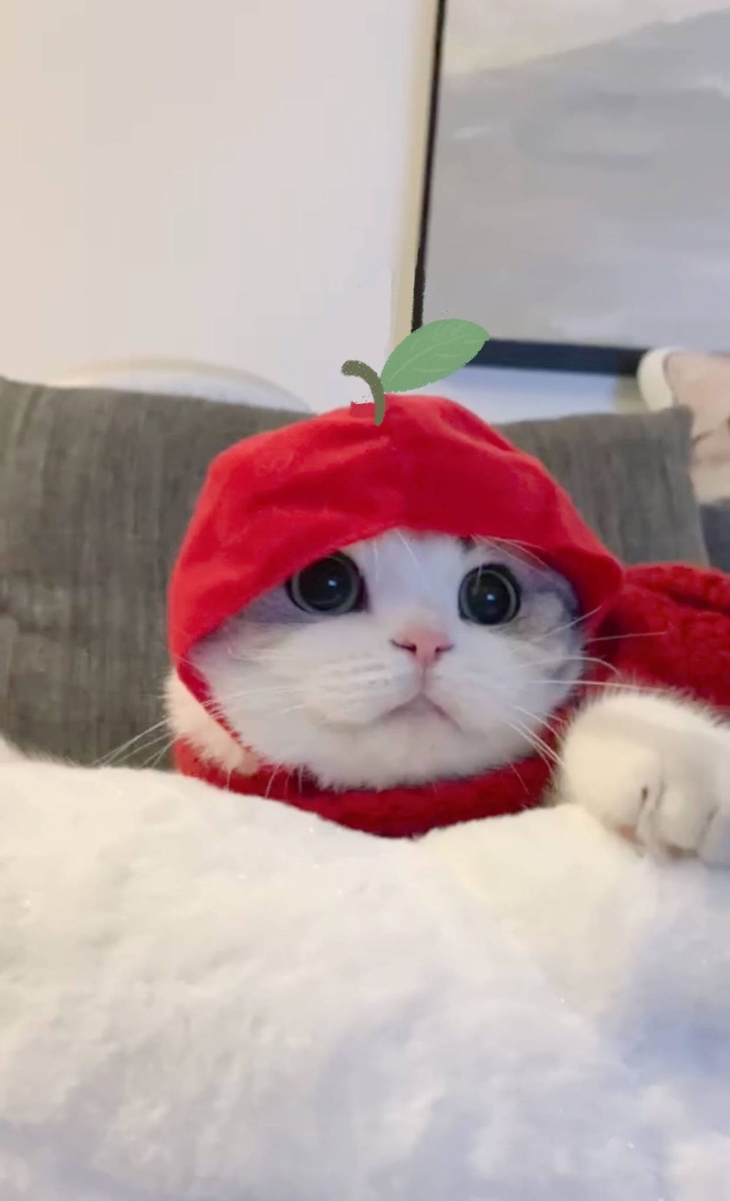 Ảnh mèo Noel meme 8