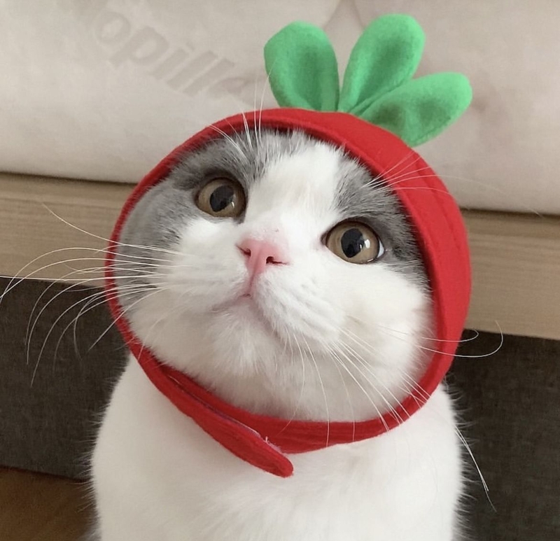 Ảnh mèo Noel meme 6