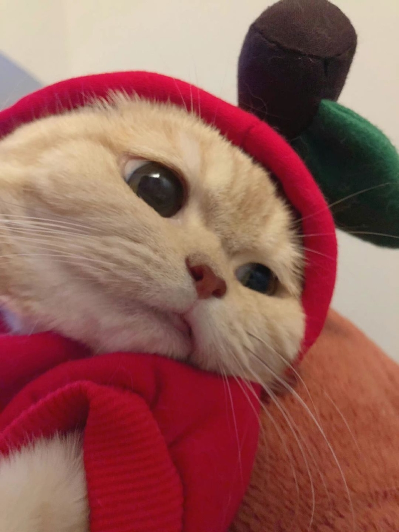 Ảnh mèo Noel meme 7