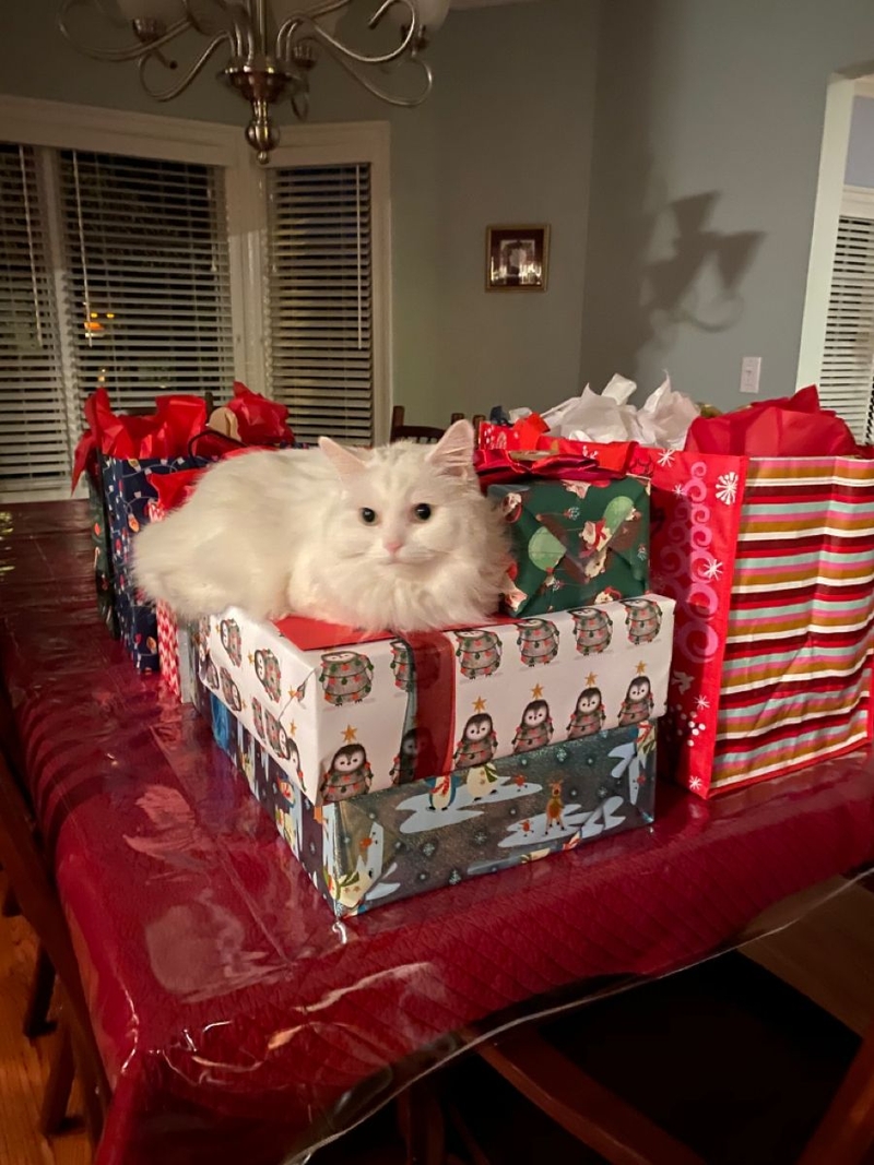 Ảnh mèo Noel dễ thương 6