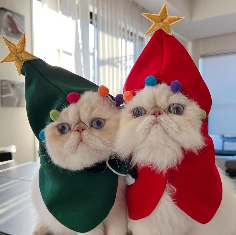 Hình nền mèo Noel cho cặp đôi 4