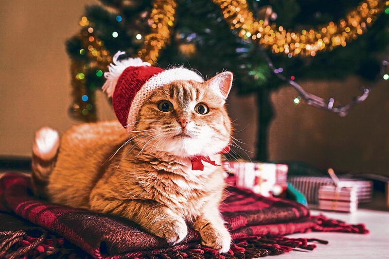 Ảnh mèo Noel dễ thương 1