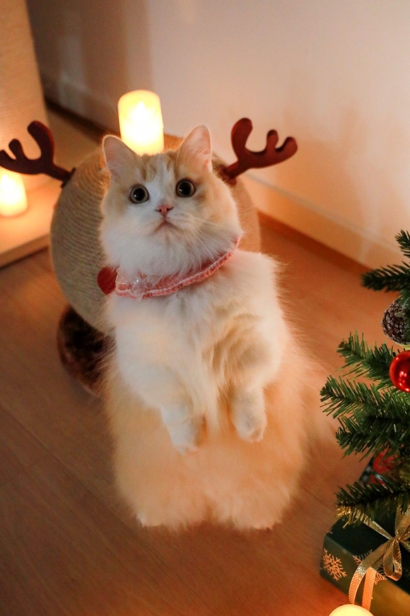 Ảnh mèo Noel dễ thương 3