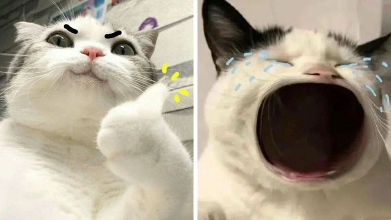 Khám phá ngay bộ sưu tập avatar bựa cute không thể bỏ lỡ