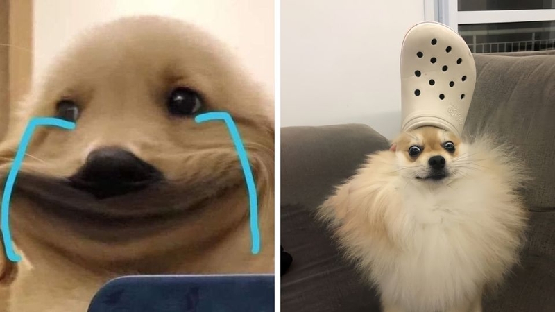 Khám phá ngay bộ sưu tập avatar bựa cute không thể bỏ lỡ