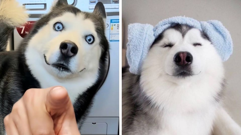 Khám phá ngay bộ sưu tập avatar bựa cute không thể bỏ lỡ