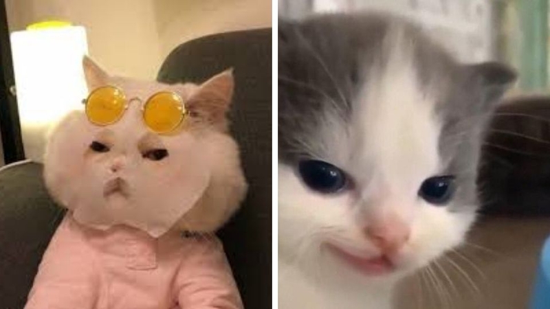 Khám phá ngay bộ sưu tập avatar bựa cute không thể bỏ lỡ