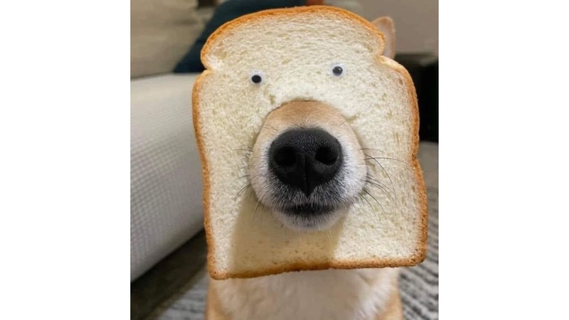 Hình những chú cún ngộ nghĩnh 3