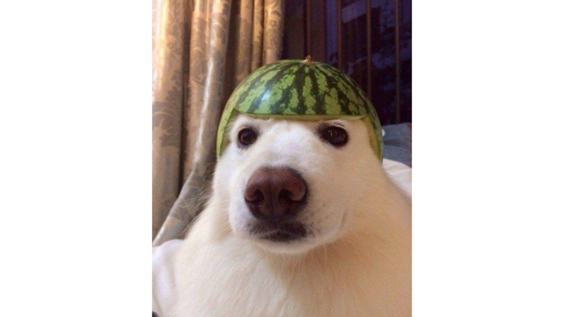 Hình những chú cún ngộ nghĩnh 6