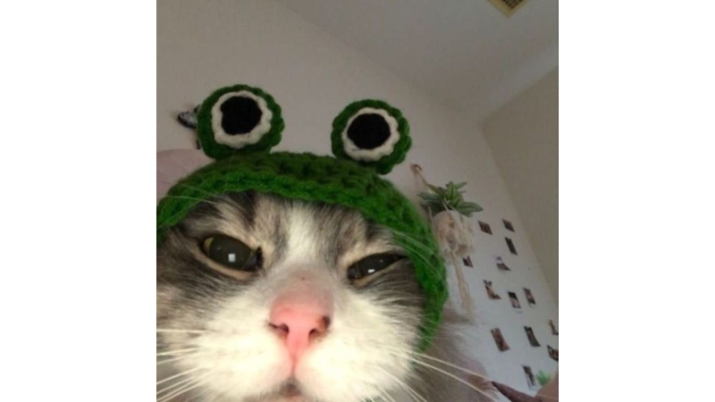 Những chú mèo đáng yêu 1