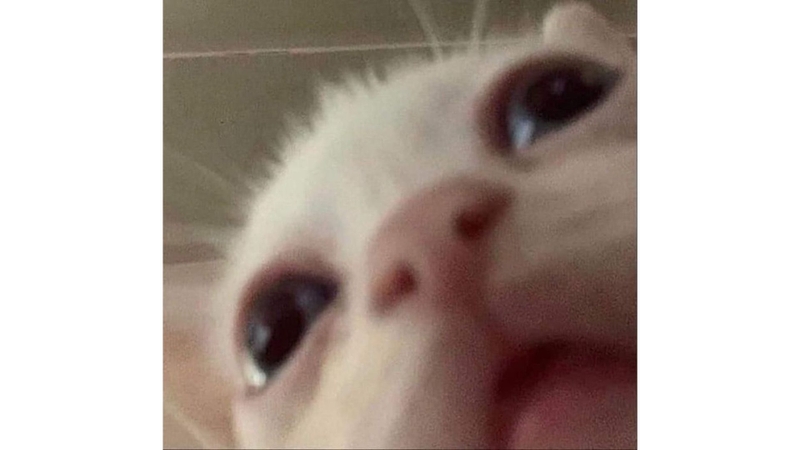 Những chú mèo đáng yêu 2