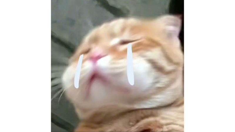 Những chú mèo đáng yêu 4